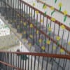 Lưới Cầu Thang